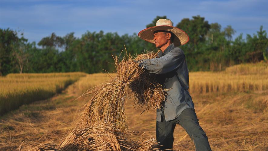 Farmers harvesting rice in rice field in Thailand
