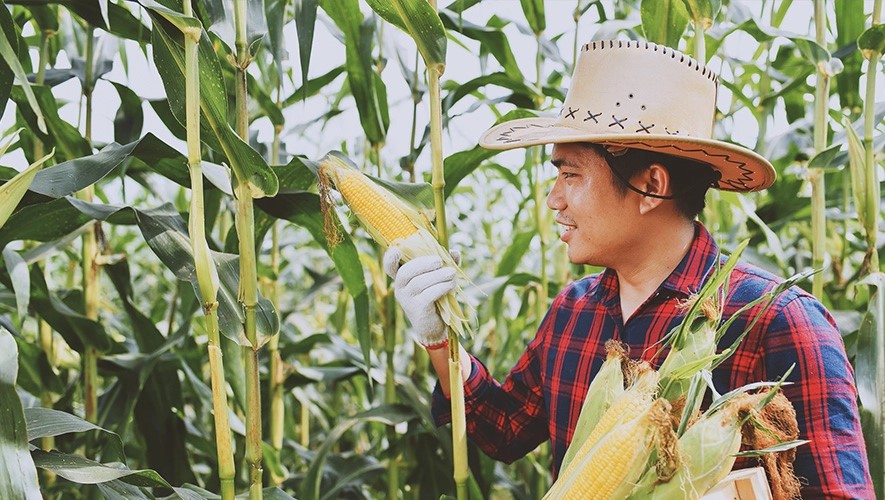 A young farmer holding his freshly picked sweet corn with his corn farm on the background