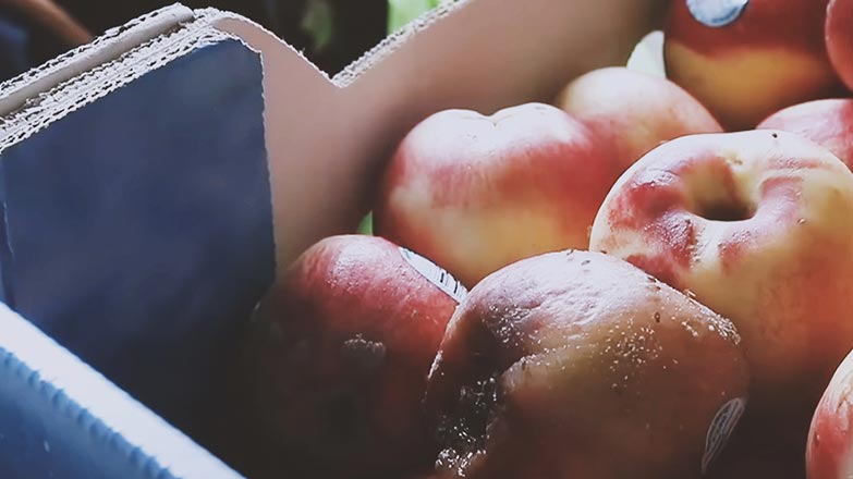 A carton of blemished but equally delicious peaches