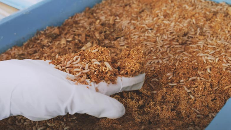 Nathaniel Phua, Founder and CEo of Ento Industries, showing the power of Black Soldier Fly larvae in reducing food waste