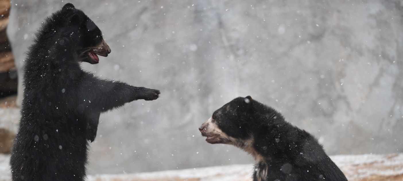 silverback bear silverback bear