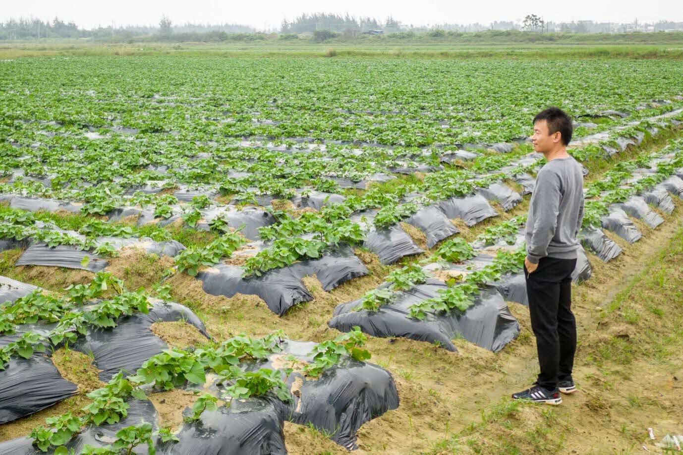 Once uncultivatable land now produces fresh vegetables in abundance after rehabilitation by Star Farmer. 