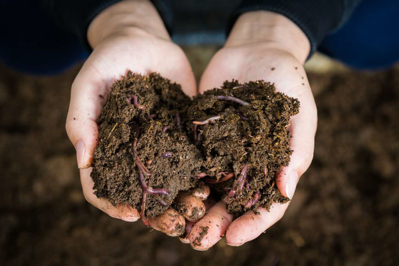 Earthworms are the centre of the biotechnology for this social enterprise.