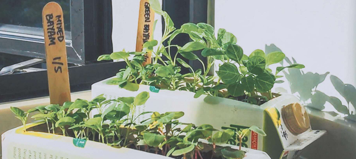 How to start growing your own edibles