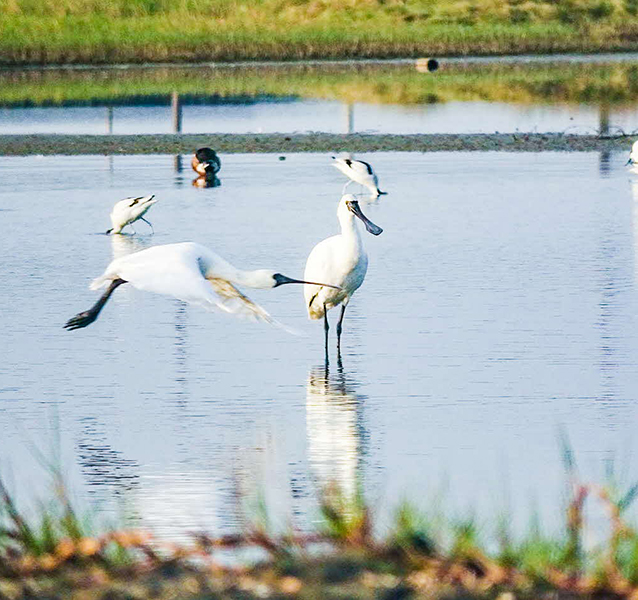 Harnessing solar power while giving migratory birds a new home