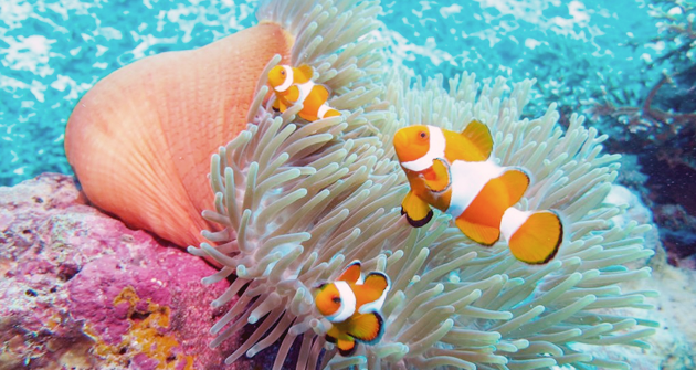 Hasil gambar untuk wakatobi