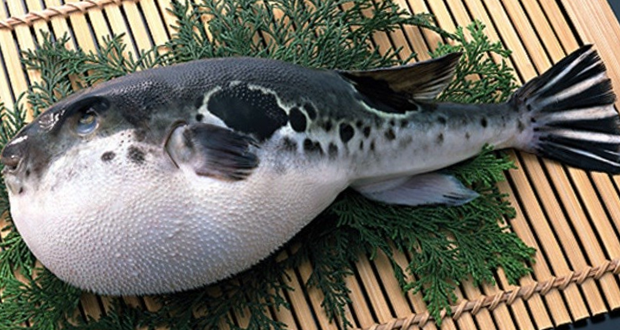 "Kelezatan dibalik tantangan Ikan Fugu