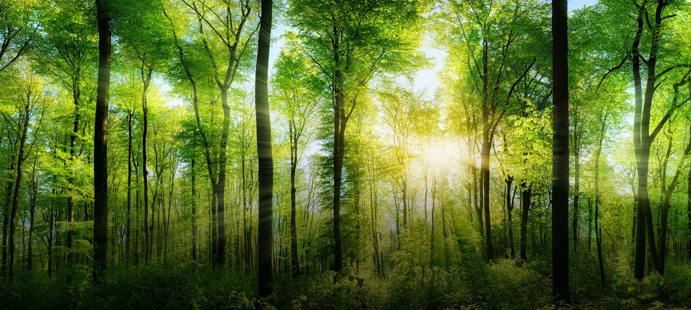 Climate-aligned Bonds and Issuers 2020