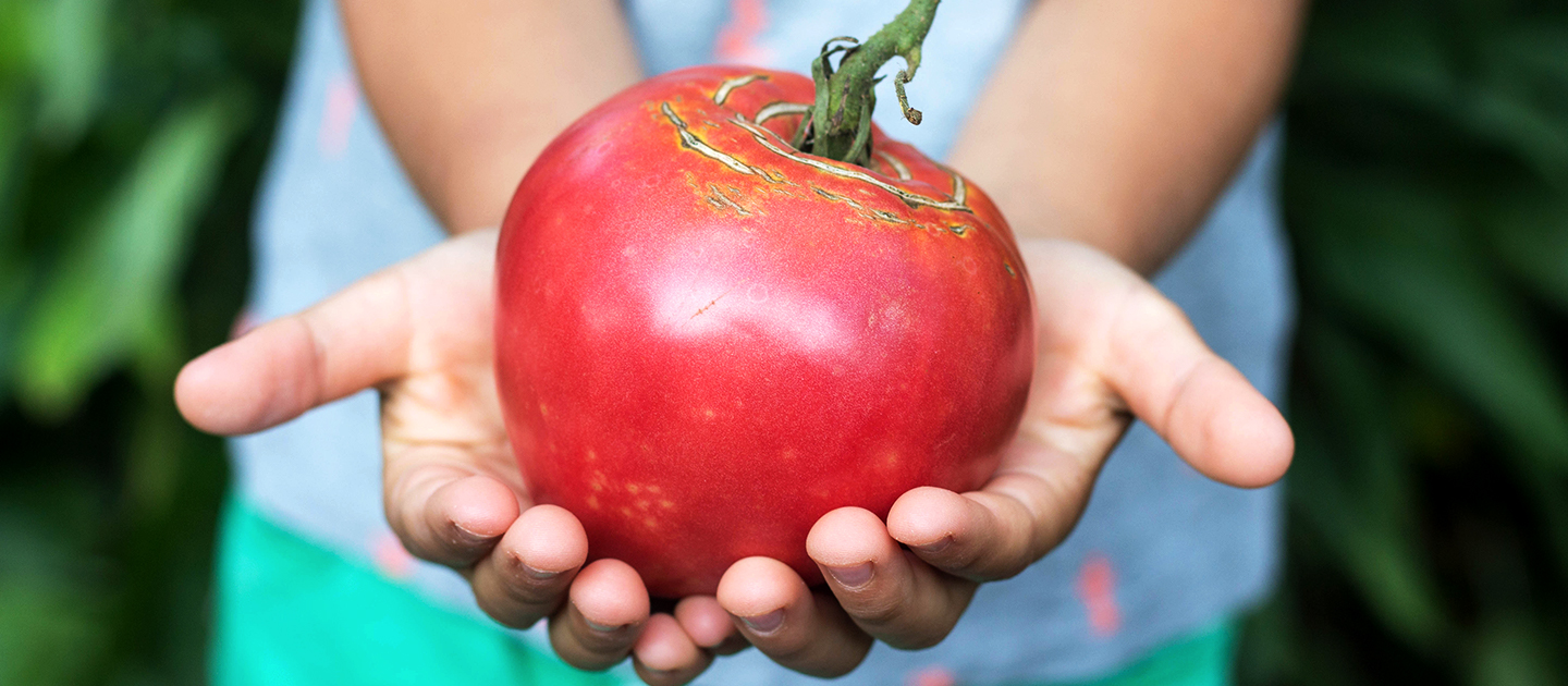 Towards zero food waste