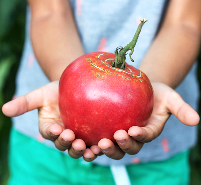 Towards zero food waste