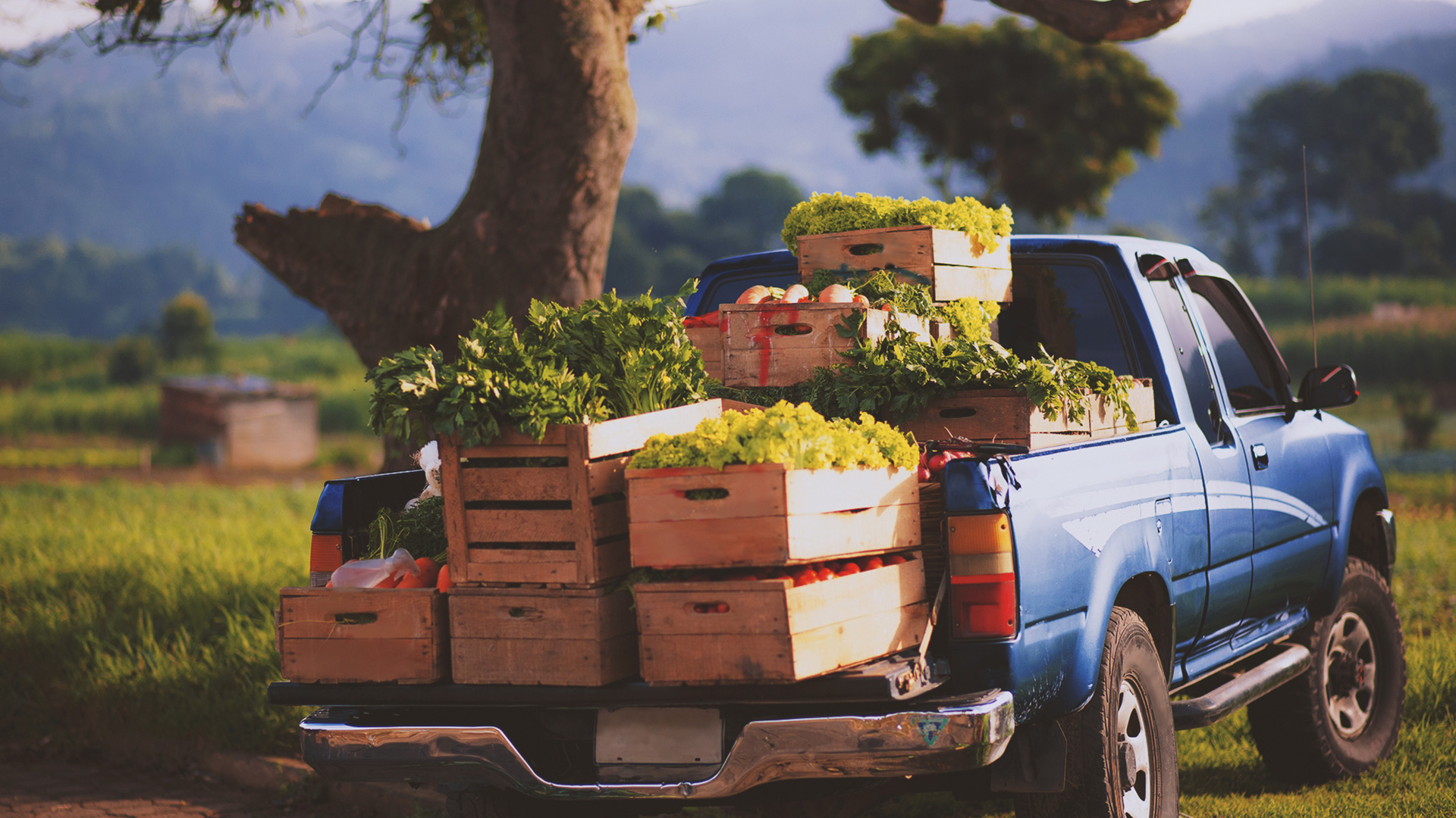 transportation of vegetables