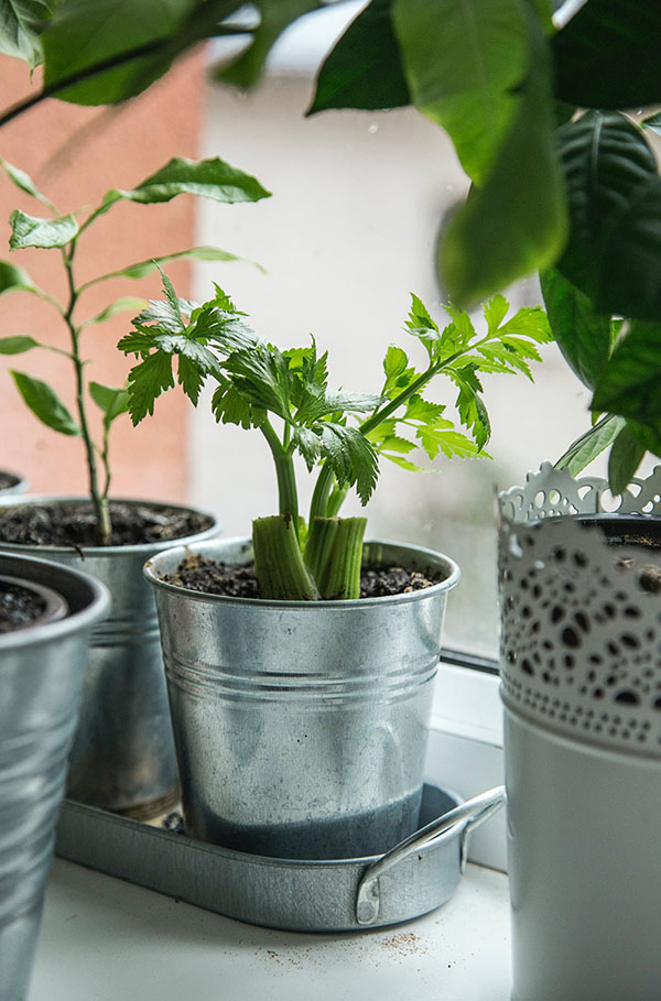 Regrow 11 Sisa Sayuran Ini Untuk Memberantas Sampah Makanan