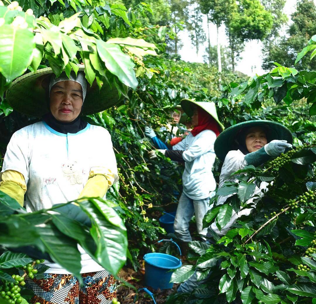 Java Mountain Coffee memberdayakan perempuan melalui pekerjaan mereka.