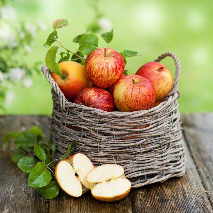 Satu buah apel mengandung mengandung 85% air dan 5 gram serat